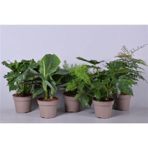 Kamerplanten mix groen