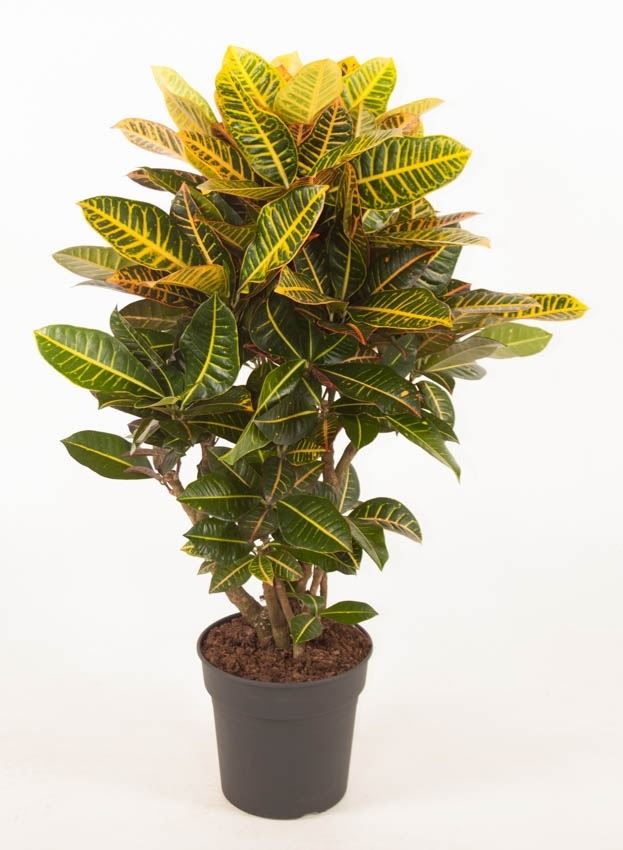 Codiaeum variegata petra 1 Codiaeum variegata petra
