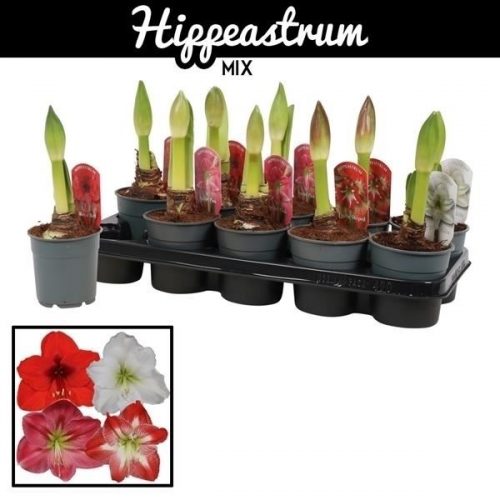 Hippeastrum mix standaard