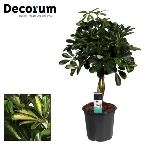 Schefflera arboricola gold capella		-	1	-	Adet