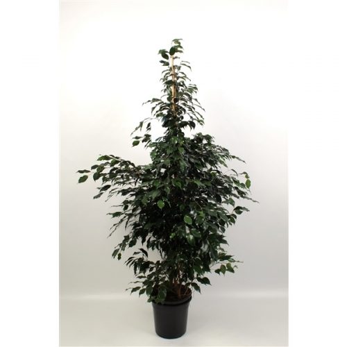 Ficus benjamina midnight lady