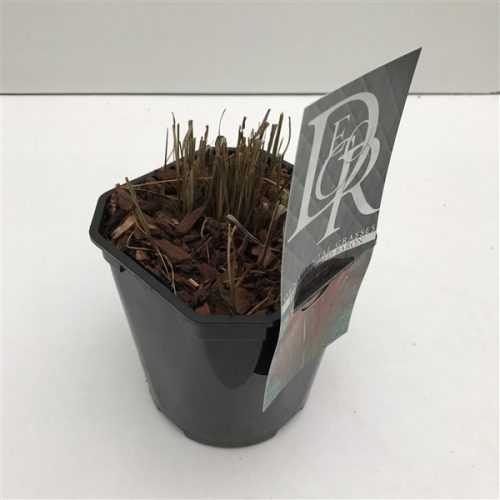 Imperata red baron