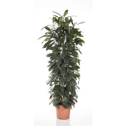Ficus cyathistipula