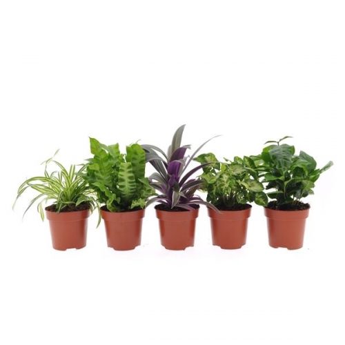 Kamerplanten mix compact