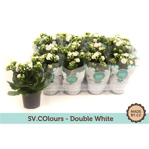 Kalanchoe calandiva wit