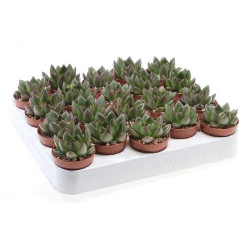 Echeveria costarii ec5037