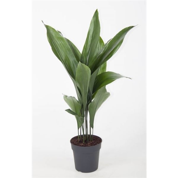 Aspidistra elatior 1 Aspidistra elatior