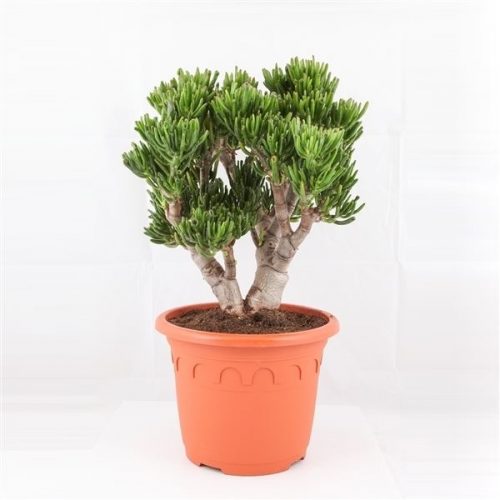 Crassula ovata horn tree