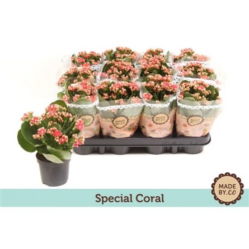 Kalanchoe rosalina zalm
