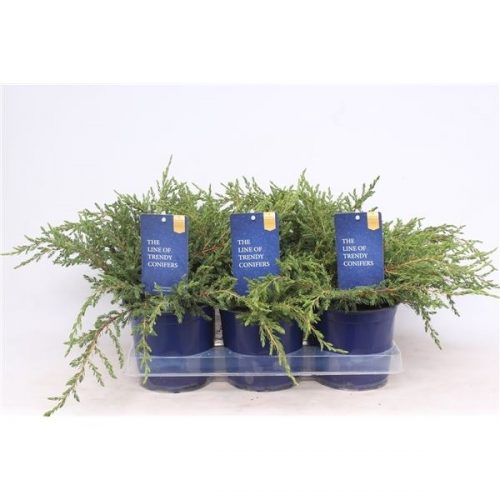 Juniperus communis repanda