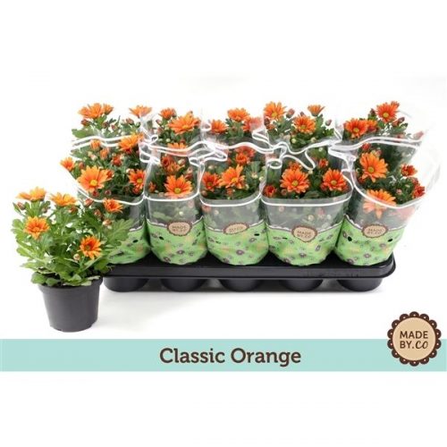 Chrysanthemum ind. jive time