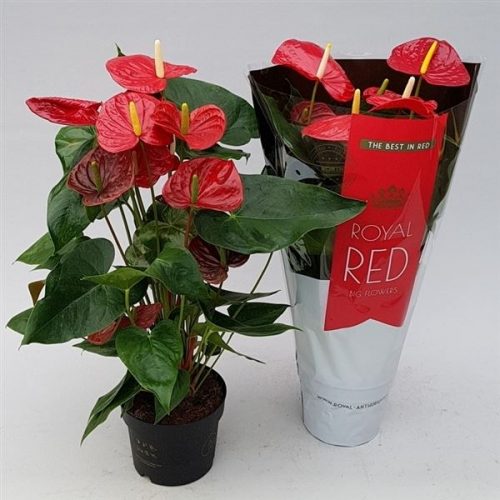 Anthurium andr. oklahoma royal