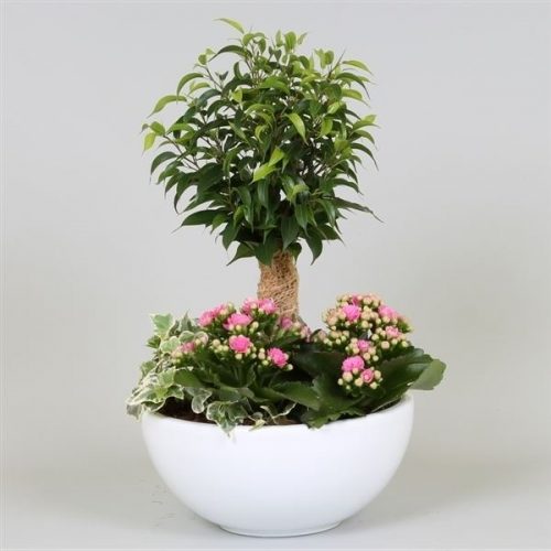 Arrangementen kamerplanten mix