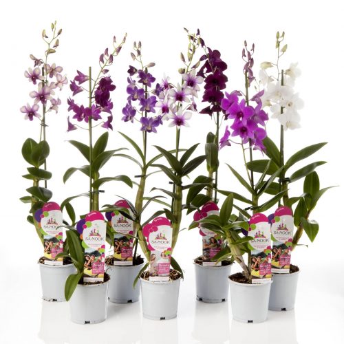 Dendrobium sa-nook mix