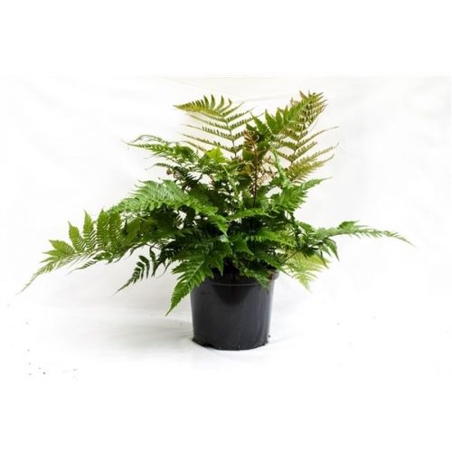 Dryopteris erythrosora