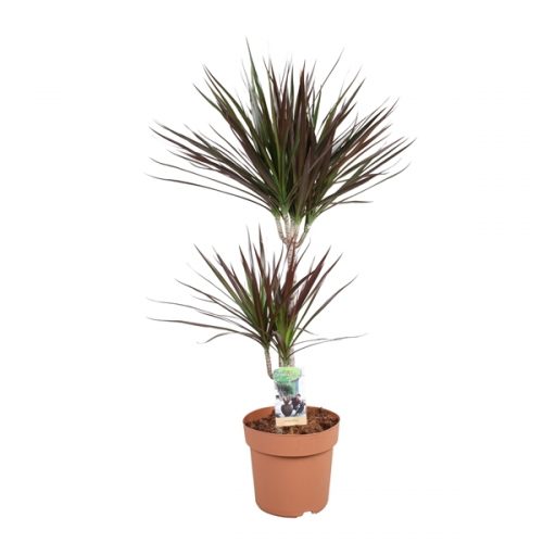 Dracaena marg. magenta