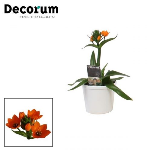Ornithogalum dubium oranje dtl61201	 1pp in wit ompot annabel	-	6	-	Adet