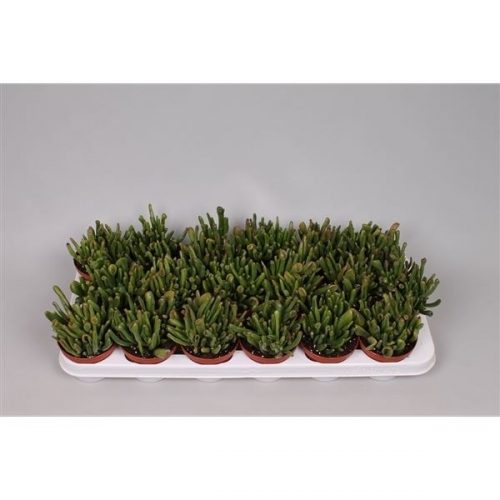 Crassula ovata hobbit