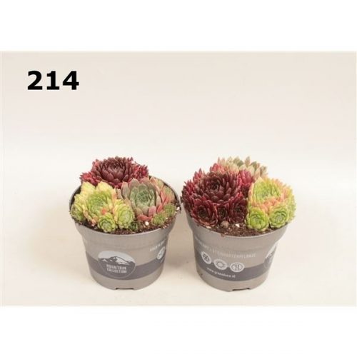 Sempervivum mix trio pot