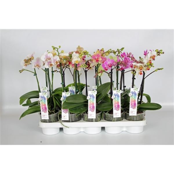 Phalaenopsis multiflora mix 1 Phalaenopsis multiflora mix