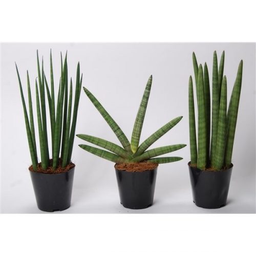 Sansevieria mix happy