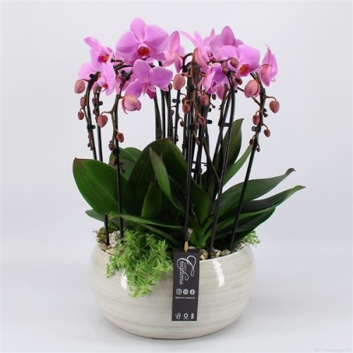 Phal-2006rz phalaenopsis creatie	-	1	-	Adet