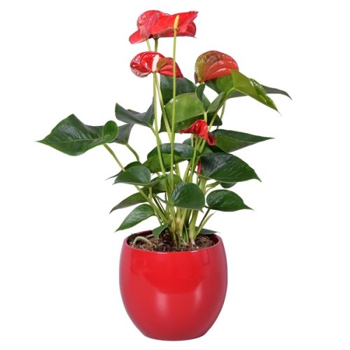 Anthurium andr. rood fp026-51002