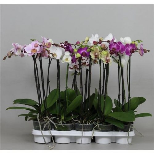 Phalaenopsis mix