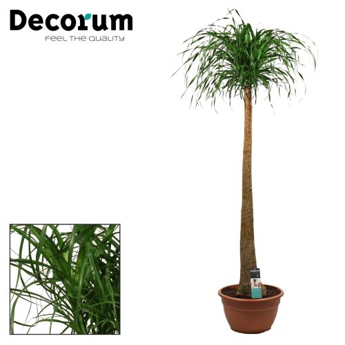 Beaucarnea recurvata recht		-	1	-	Adet