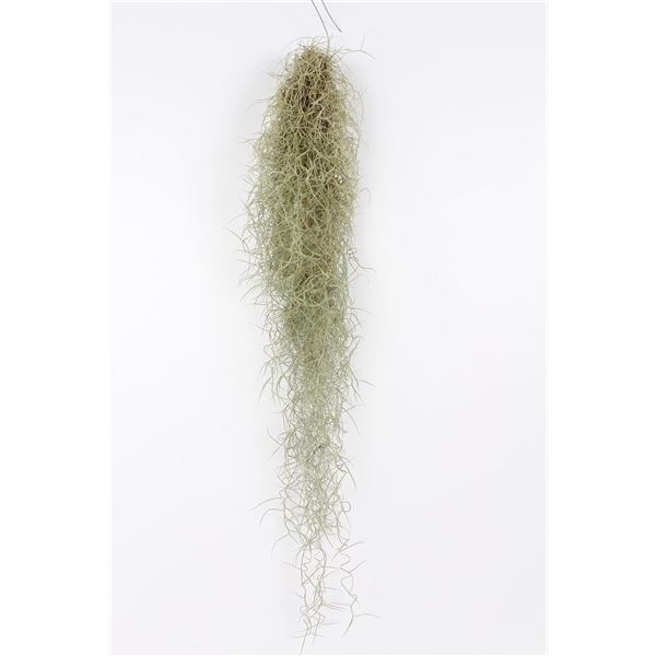 Tillansia 1 Tillansia
