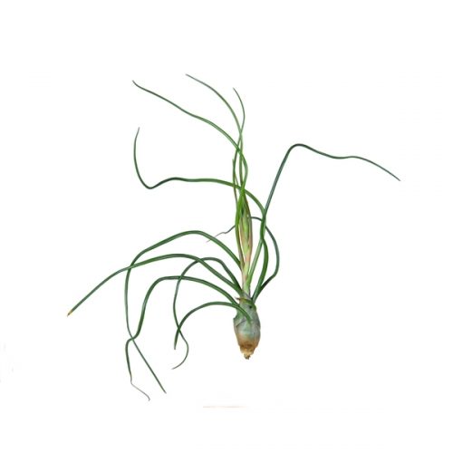Tillandsia bulbosa