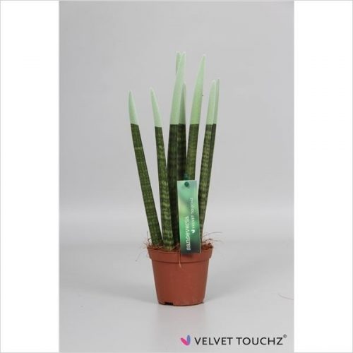 Sansevieria cylindrica spaghetti velvet svt09zk24