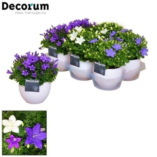 Campanula isoph. mix k191-110