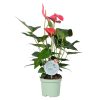 Anthurium andr. maine morelips 4/6 bloem - 7 - Adet 1