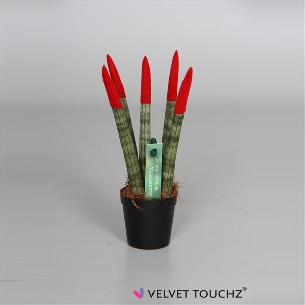 Sansevieria cylindrica spaghetti velvet svt06zk03 1 Sansevieria cylindrica spaghetti velvet svt06zk03