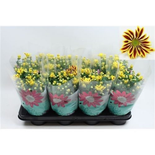 Chrysanthemum ind. lake worth