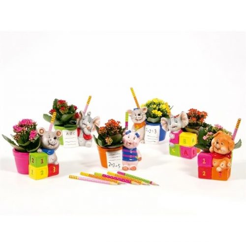 R84) kalanchoe 6 cm in back to scho