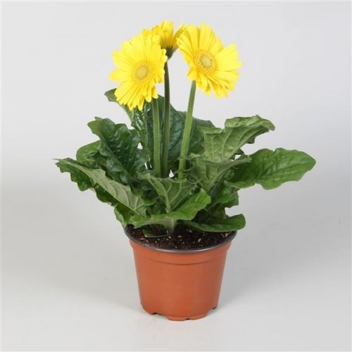 Gerbera colourgame geel