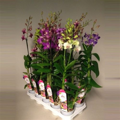 Dendrobium sa-nook mix lang