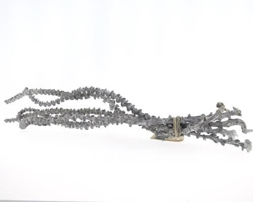 Stem Banana Bunch (5) Grey - Decoratiemateriaal (h%)