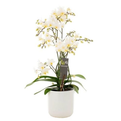 Phalaenopsis multiflora wild willd roze wp12k
