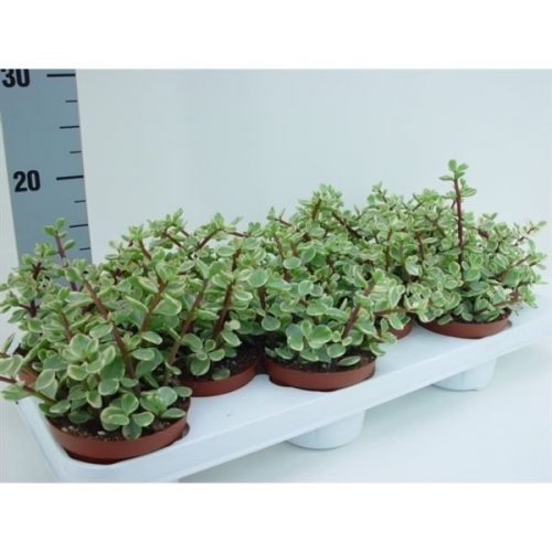 Crassula overig