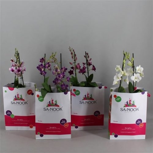 Twintas dendr sa-nook twin