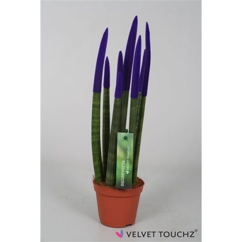 Sansevieria cylindrica spaghetti velvet svt09zk07