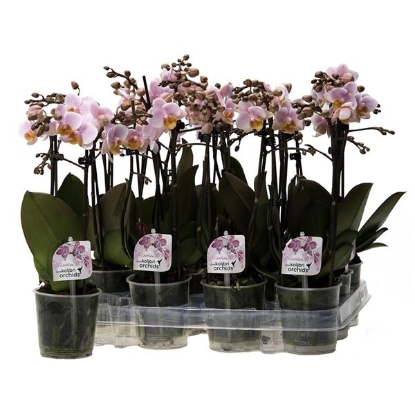 Phalaenopsis multiflora kolibri roze 1 Phalaenopsis multiflora kolibri roze