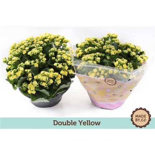 Kalanchoe rosalina geel