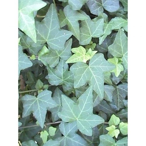 Hedera helix pittsburgh