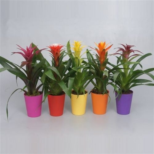 Guzmania optima basic mix
