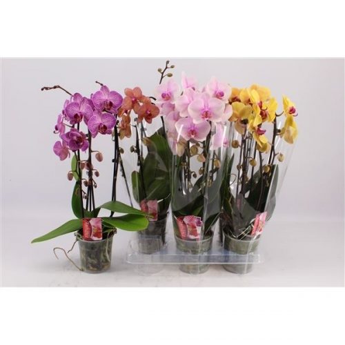 Phalaenopsis cascade mix