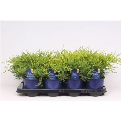 Juniperus x pfitzeriana old gold